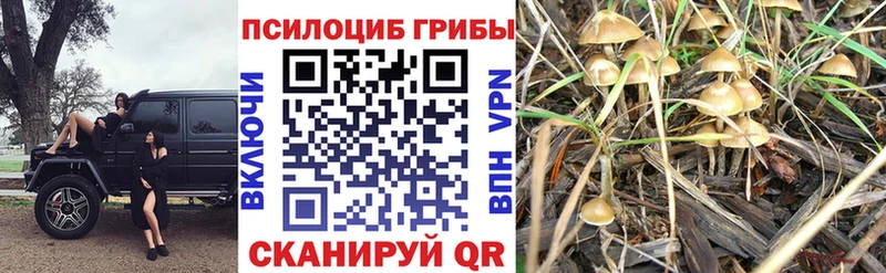 Галлюциногенные грибы Psilocybe  Козловка 